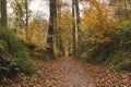 Path in Sonian Forest Royalty Free Stock Photo