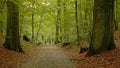 Path through Sonian forest in Brusels, Belgium Royalty Free Stock Photo