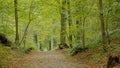 Path through Sonian forest in Brussels, Belgium Royalty Free Stock Photo
