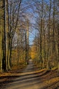 Path through Sonian primeval beech forest Royalty Free Stock Photo