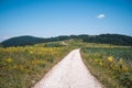 A path splits a field of potatoes and wild meadow in bulgarian mountains during summer.