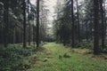 A path through a spooky, eerie commercial tree plantation forest. On a misty day. With a matte edit