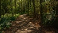 Path with spots of sunlight and shadow trough the forest Royalty Free Stock Photo