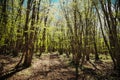 Path Through Spring Beechwood