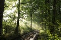 path through an spring deciduous forest in the sunshine morning fog surrounds oak trees green leaves on branches illuminated by Royalty Free Stock Photo