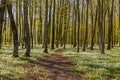 Path through the spring flowers in the beech forest - wood anemone, windflower, thimbleweed, smell fox - Anemone