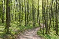 Path in spring green forest in sun light Royalty Free Stock Photo