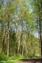 Path in spring forest forest with beautiful birch trees with blooming foliage Royalty Free Stock Photo