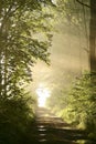 Path through Spring forest with morning sun rays Royalty Free Stock Photo