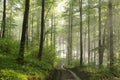 path through the spring forest on a sunny misty morning trail deciduous in sunshine foggy weather fresh green leaves branches of Royalty Free Stock Photo