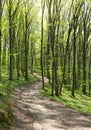 Path in spring green forest in sun light Royalty Free Stock Photo