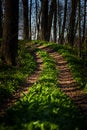 Path in spring green road forest Royalty Free Stock Photo
