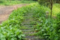 The path in the spring park. After rain. Royalty Free Stock Photo