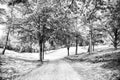 Path in spring or summer forest, nature. Road in wood landscape, environment. Footpath among green trees, ecology Royalty Free Stock Photo