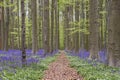 Path in springtime forest with bluebells and beech trees blooming Royalty Free Stock Photo