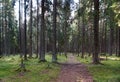 The path in the spruce forest, leaving in the thicket past the big trees, green hummocks and stumps, the sun shines through the br Royalty Free Stock Photo