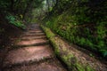 Path with stairs in Anaga rain Forest in Tenerife Royalty Free Stock Photo