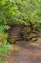 A path with stairs in the forest