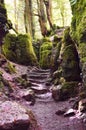 Path and steps in a green forest Royalty Free Stock Photo