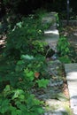 Path of Stone covered by green leaves Royalty Free Stock Photo