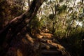 Path with stone steps in eucalyptus forest in Australian bush Royalty Free Stock Photo