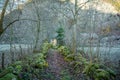 Path with Stones covered in Moss and Frost during Autumn Season - Hallstatt, Austria Royalty Free Stock Photo