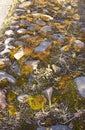 Path with stones covered with moss Royalty Free Stock Photo