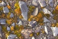 Path with stones covered with moss Royalty Free Stock Photo