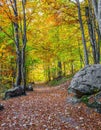 The path is strewn with autumn leaves Royalty Free Stock Photo