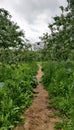 Path in a summer green apple orchard between trees Royalty Free Stock Photo