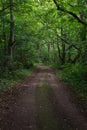 Path in green forest