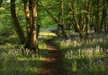 Path with Sun light casting shadows through Bluebell woods, Badby Woods Northamptonshire