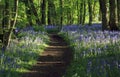 Path with Sun light casting shadows through Bluebell woods, Badby Woods Northamptonshire Royalty Free Stock Photo