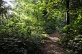 Path in Sunlit Summer Woods