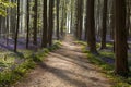 Path in sunny forest with bluebells Royalty Free Stock Photo