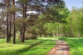 A path in the sunny forest Royalty Free Stock Photo