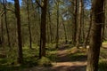 Path through a sunny Norwegian spruce forest