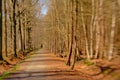 Path through a sunny winter forest background , selective focus with lensbaby blur Royalty Free Stock Photo