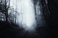 Path through surreal haunted creepy forest Royalty Free Stock Photo