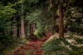 Path surrounded by tall pine trees and plants in Bavarian Forest Royalty Free Stock Photo