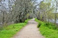 Path surrounded by tree near a lake Royalty Free Stock Photo