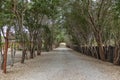 Path surrounded by trees, Angola.