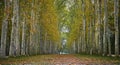 Path surrounded by trees with leaves on the ground