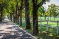 Path surrounded by trees in the Lipica, National  Park in Slovenia Royalty Free Stock Photo