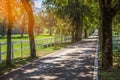 Path surrounded by trees in the Lipica, National  Park in Slovenia Royalty Free Stock Photo