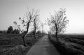 Path surrounding by trees