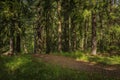 Path through a Swedish forest lined with fur trees with a blurred background on a sunny summer day, Stockholm Sweden Royalty Free Stock Photo