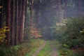 Path taking into a mysterious eery forest Royalty Free Stock Photo