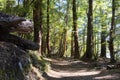 Path through tall beech trees on Kepler Track at Te Anau Royalty Free Stock Photo