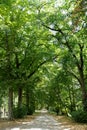 Path through tall plane trees Royalty Free Stock Photo